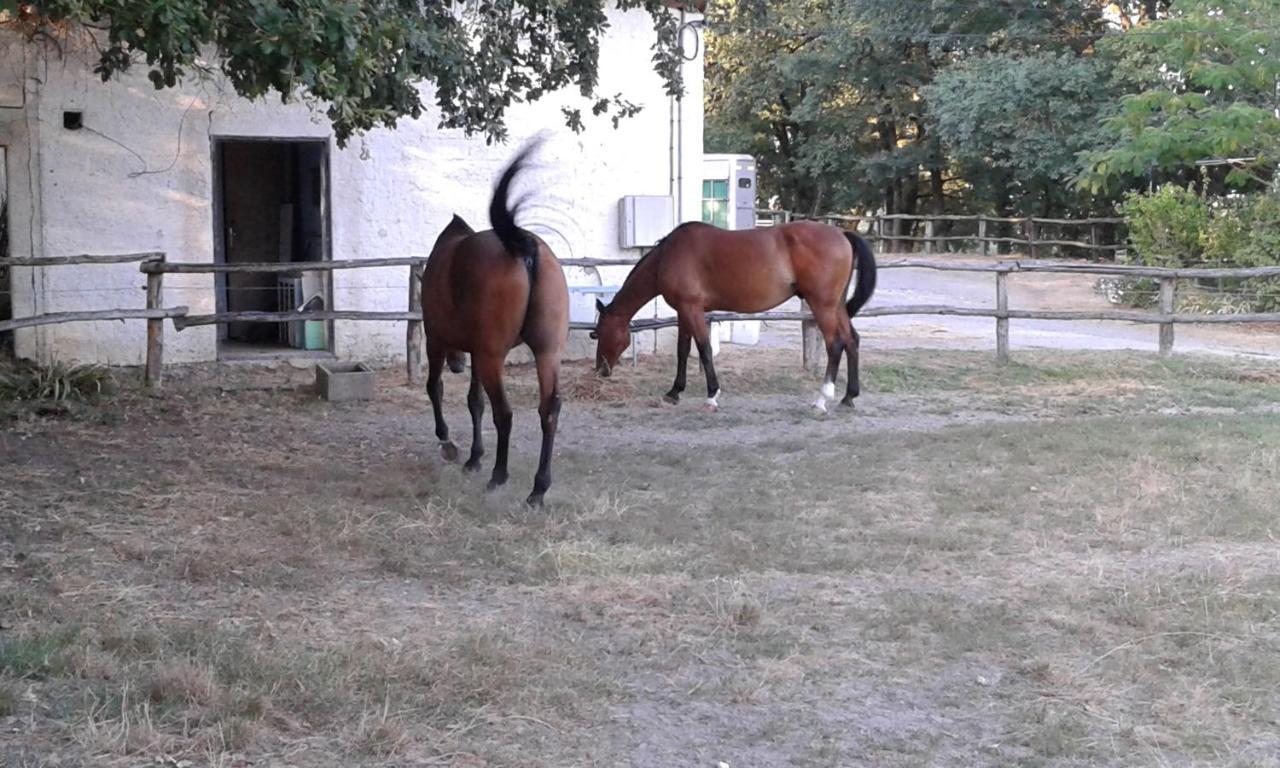 Ferme Equestre Des Abrons Villa Pailloles ภายนอก รูปภาพ